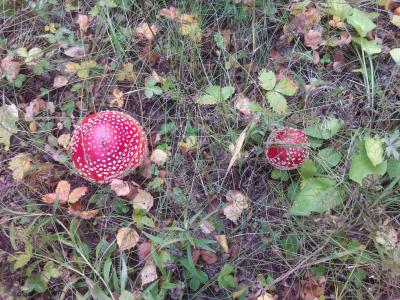 Прикрепленное изображение: DSC00301.JPG